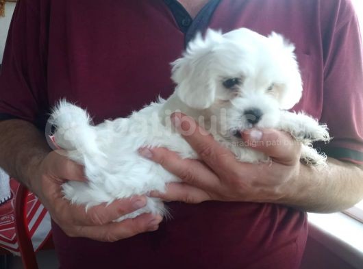 Harika Maltese Bebekler görsel