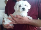 Harika Maltese Bebekler