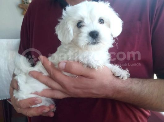 Harika Maltese Bebekler görsel