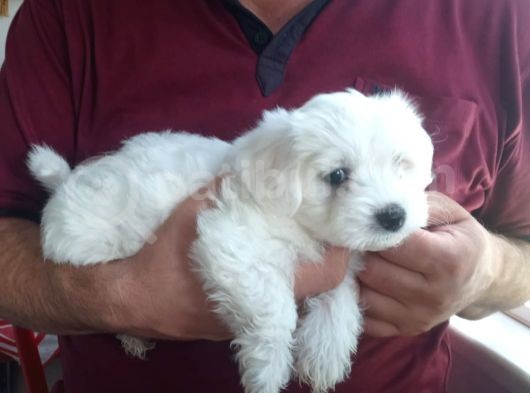 Harika Maltese Bebekler görsel