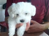 Harika Maltese Bebekler