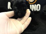 Orjinal Poodle Yavrularimiz