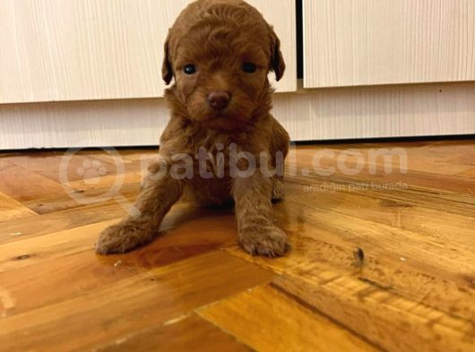 Orjinal Poodle Yavrularimiz görsel