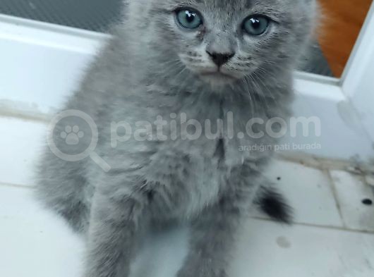 Scotish Fold 2 Aylık Iskoçya Kedisi görsel