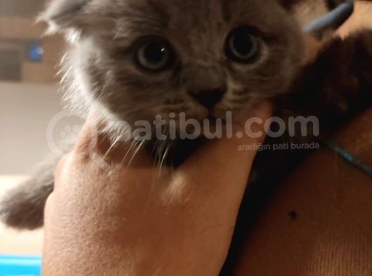 Scotish Fold 2 Aylık Iskoçya Kedisi görsel