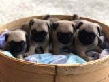 A Kalite Pug Yavrulari