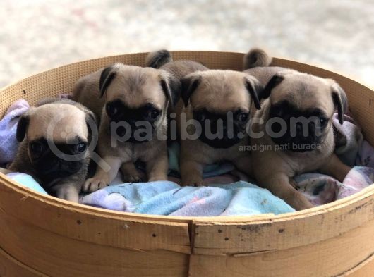A Kalite Pug Yavrulari görsel