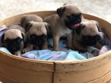 A Kalite Pug Yavrulari
