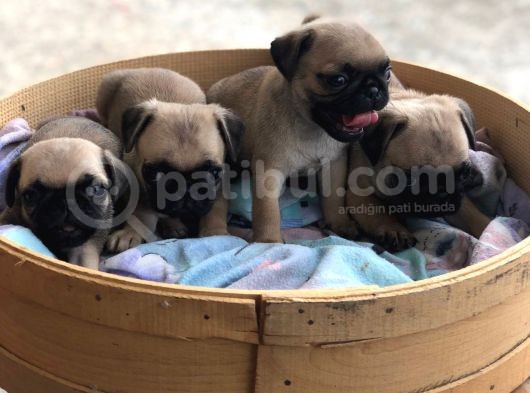 A Kalite Pug Yavrulari görsel