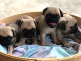 A Kalite Pug Yavrulari