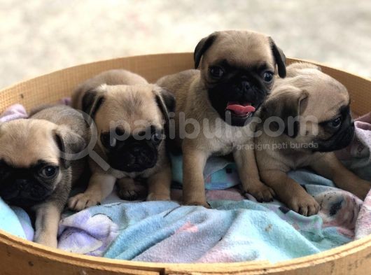 A Kalite Pug Yavrulari