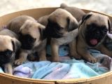A Kalite Pug Yavrulari
