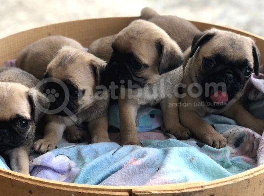 A Kalite Pug Yavrulari görsel