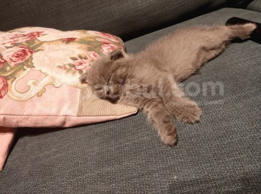 Scotish Fold 2 Aylık Iskoçya Kedisi görsel