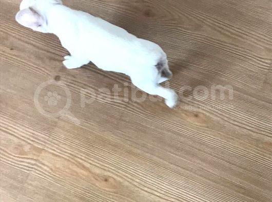 2 Aylık Yavrumuza Yuva görsel