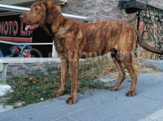 Yakışıklı Oğlumuz Fox görsel