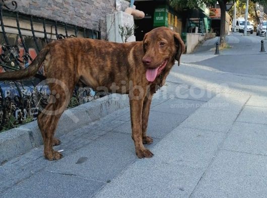 Yakışıklı Oğlumuz Fox görsel