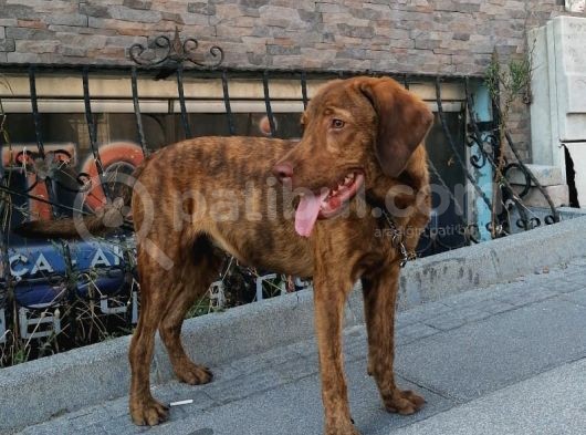 Yakışıklı Oğlumuz Fox görsel