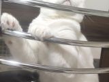 Pasaportlu British Shorthair
