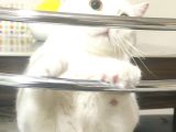 Pasaportlu British Shorthair