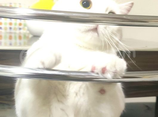 Pasaportlu British Shorthair