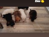 Jack Russell