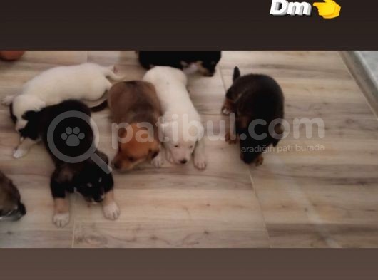 Jack Russell