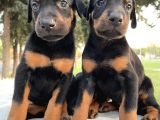 Şecereli Doberman Yavruları