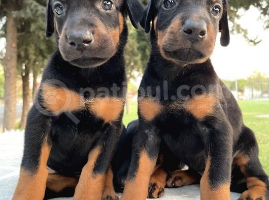 Şecereli Doberman Yavruları görsel