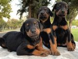 Şecereli Doberman Yavruları