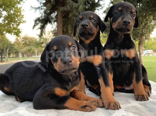 Şecereli Doberman Yavruları görsel