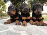 Şecereli Doberman Yavruları