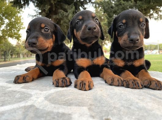 Şecereli Doberman Yavruları görsel