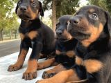 Şecereli Doberman Yavruları