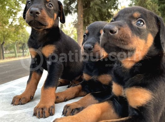 Şecereli Doberman Yavruları görsel
