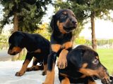 Şecereli Doberman Yavruları