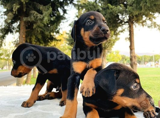 Şecereli Doberman Yavruları