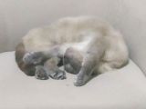 Scottish Fold