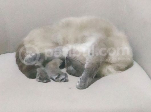 Scottish Fold görsel