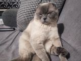 Scottish Fold