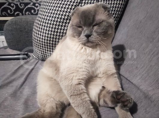 Scottish Fold görsel