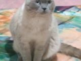Scottish Fold