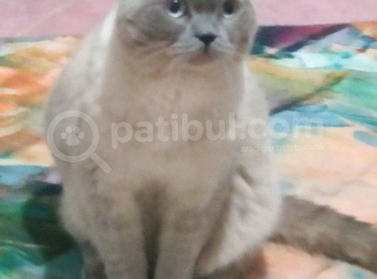 Scottish Fold görsel