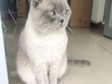 Scottish Fold