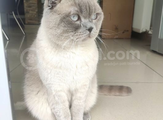 Scottish Fold