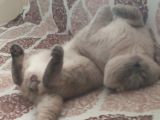 Scottish Fold
