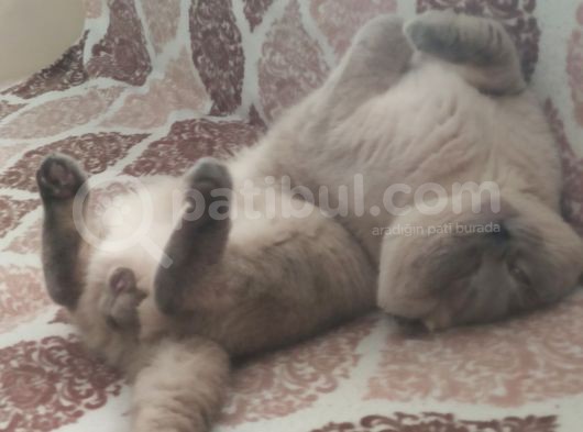 Scottish Fold görsel