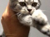 Harika Güzellilteki Yavru British Shorthair