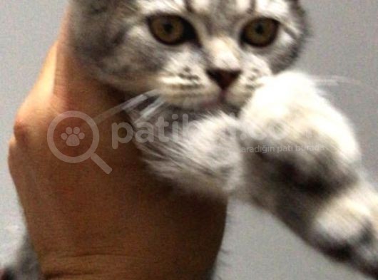 Harika Güzellilteki Yavru British Shorthair görsel