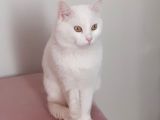 Bursa Gemli̇k Kayip Kedi̇